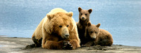 Bear and cubsRT16P