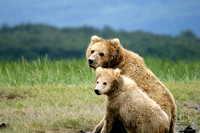 bear and cubRT16P