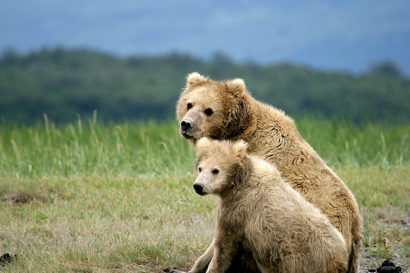 bear and cubRT16P